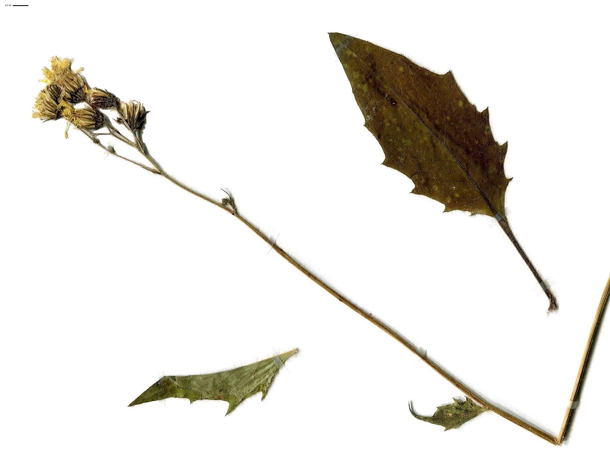 Hieracium lachenalii ser. (Asteraceae)